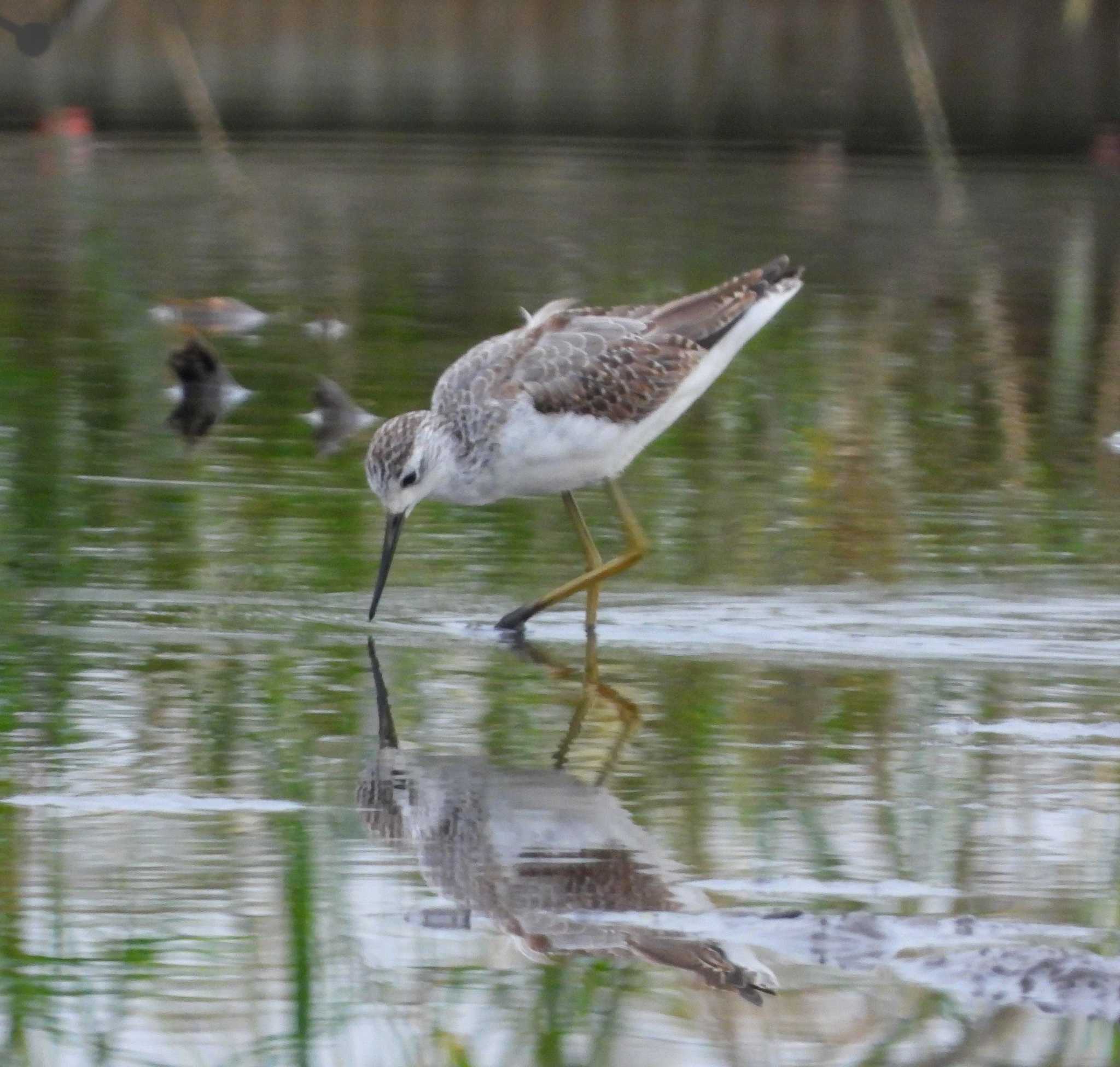 Photo of Marsh Sandpiper at  by サジタリウスの眼