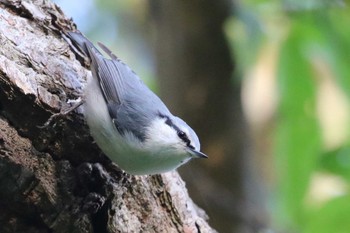 シロハラゴジュウカラ 北海道 函館市 見晴公園 2018年10月5日(金)