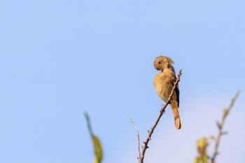 Daurian Redstart 石ケ谷公園 Wed, 10/25/2023