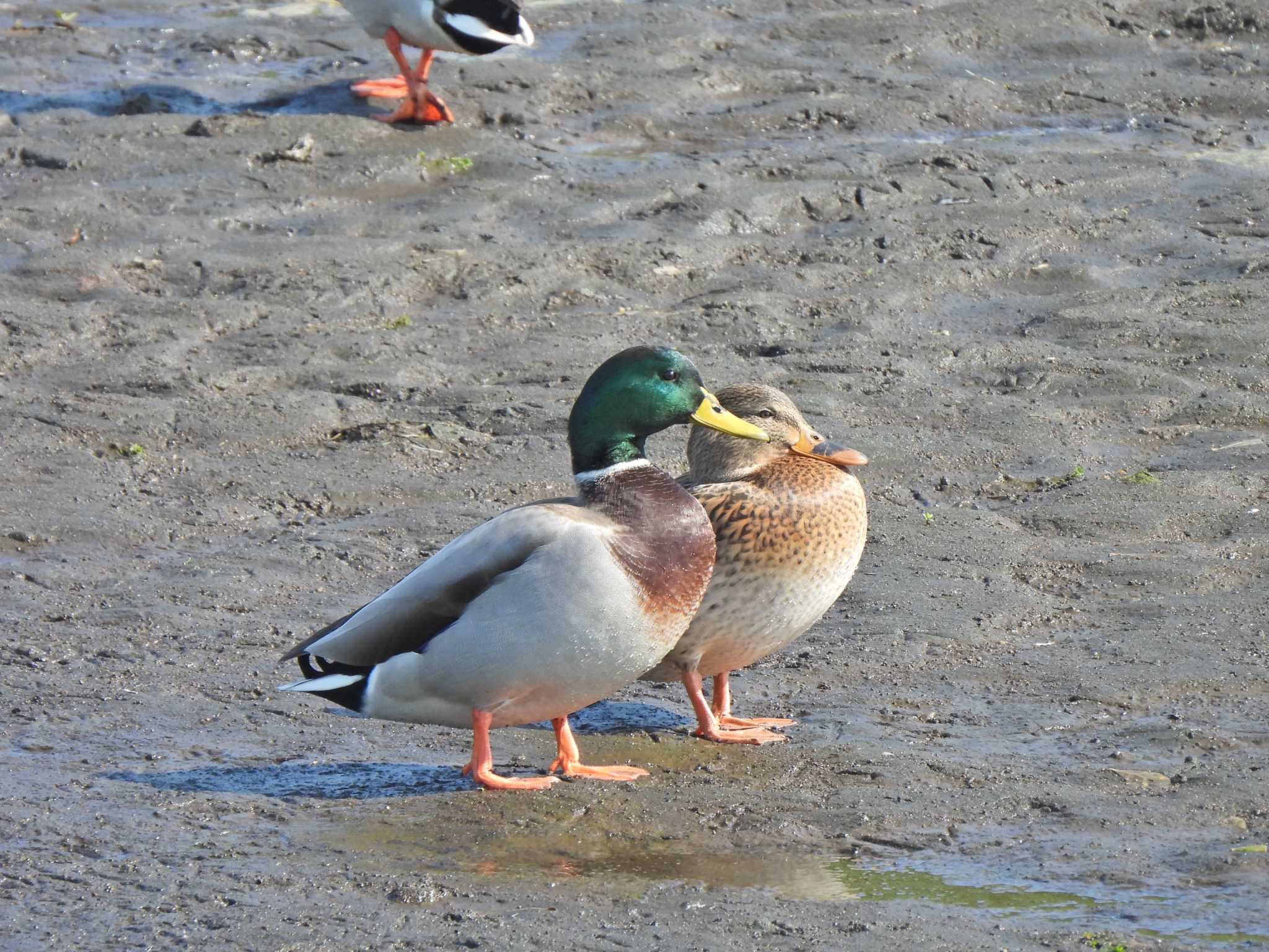 茅ヶ崎小出川 マガモの写真 by こむぎこねこ