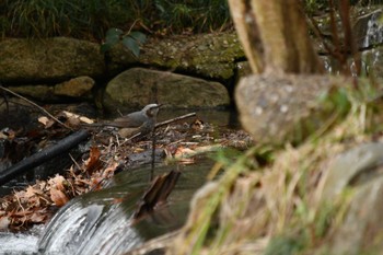 Brown-eared Bulbul 愛知県森林公園 Tue, 2/15/2022