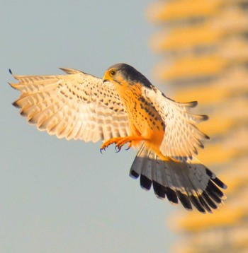 Common Kestrel 岩淵水門 Wed, 11/2/2022