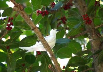 White Tern Ainahau Triangle Sat, 10/28/2023