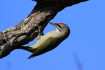 Grey-headed Woodpecker Miharashi Park(Hakodate) Fri, 10/5/2018