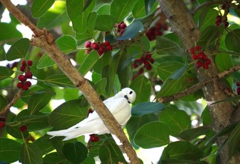 White Tern Ainahau Triangle Sat, 10/28/2023