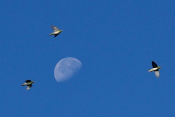 2023年11月3日(金) 大磯照ヶ崎海岸の野鳥観察記録