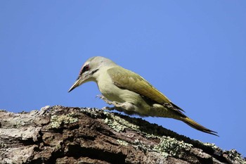 Grey-headed Woodpecker Miharashi Park(Hakodate) Fri, 10/5/2018