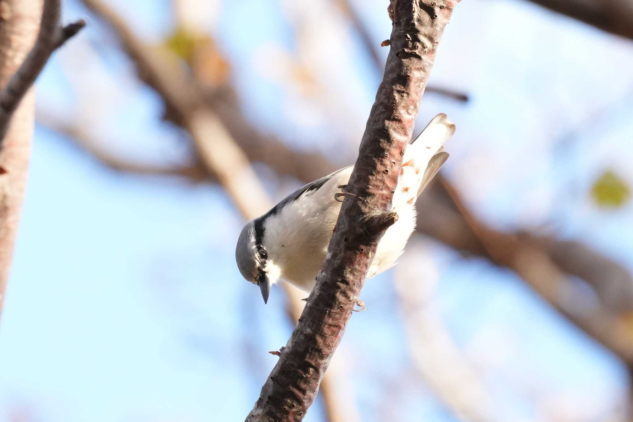 シロハラゴジュウカラ