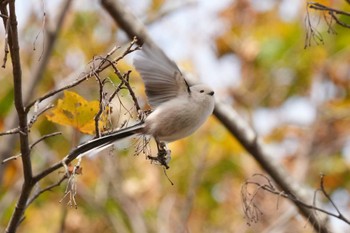 Sat, 10/21/2023 Birding report at 北海道