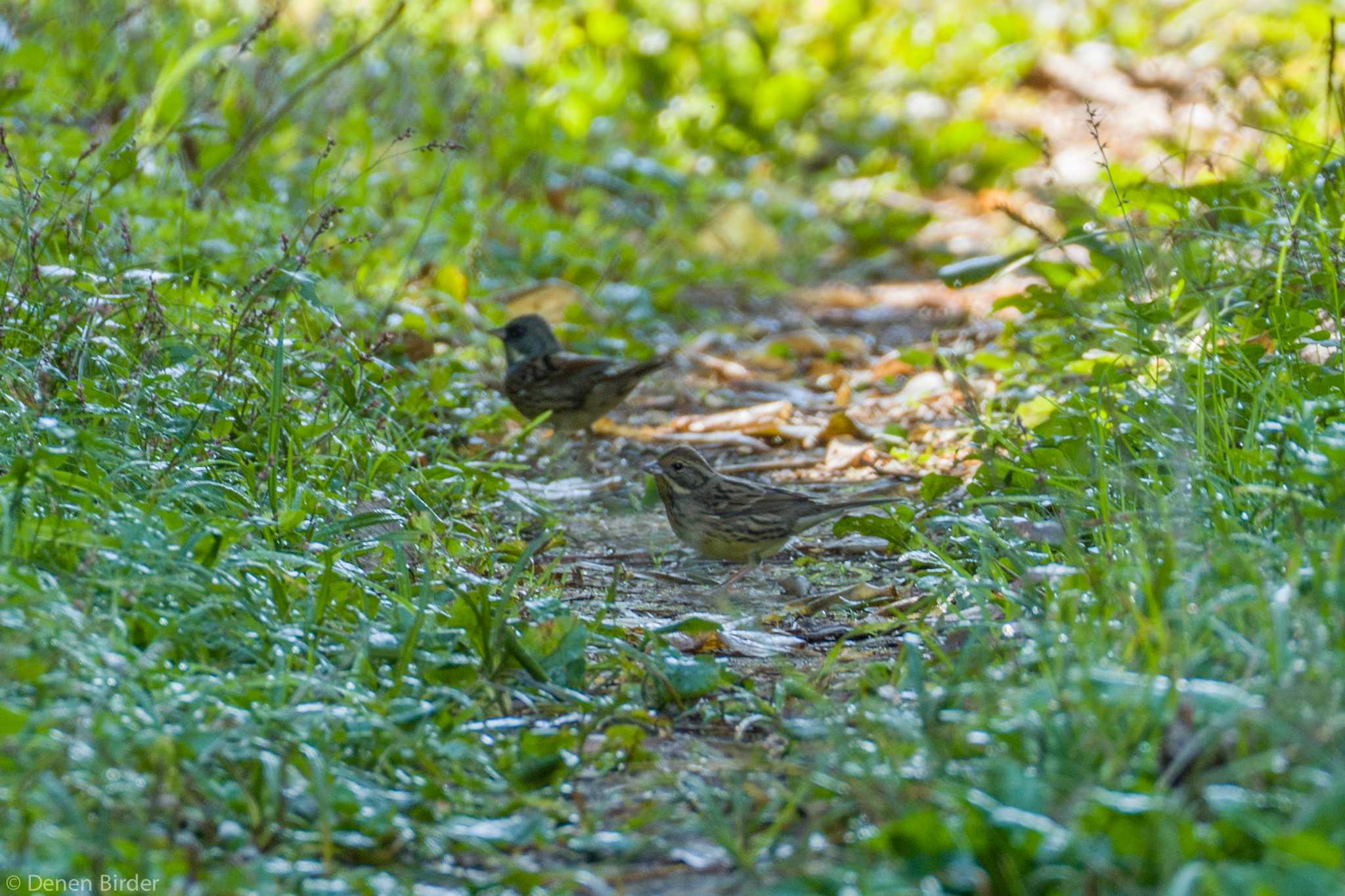 仲良くごはん 😊 by 田園Birder