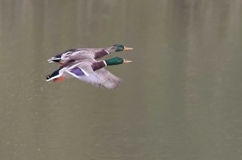 Mallard 愛知県 Wed, 10/25/2023