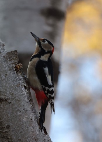 Great Spotted Woodpecker(japonicus) Makomanai Park Sat, 11/4/2023