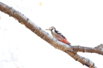 White-backed Woodpecker(subcirris) Makomanai Park Sat, 11/4/2023