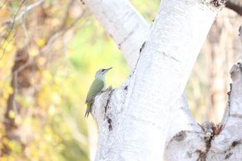 Grey-headed Woodpecker Makomanai Park Sat, 11/4/2023