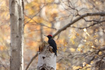 Black Woodpecker Makomanai Park Sat, 11/4/2023