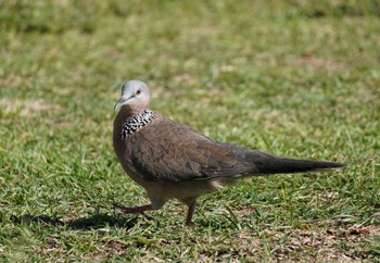 Spotted Dove Ainahau Triangle Sun, 10/29/2023