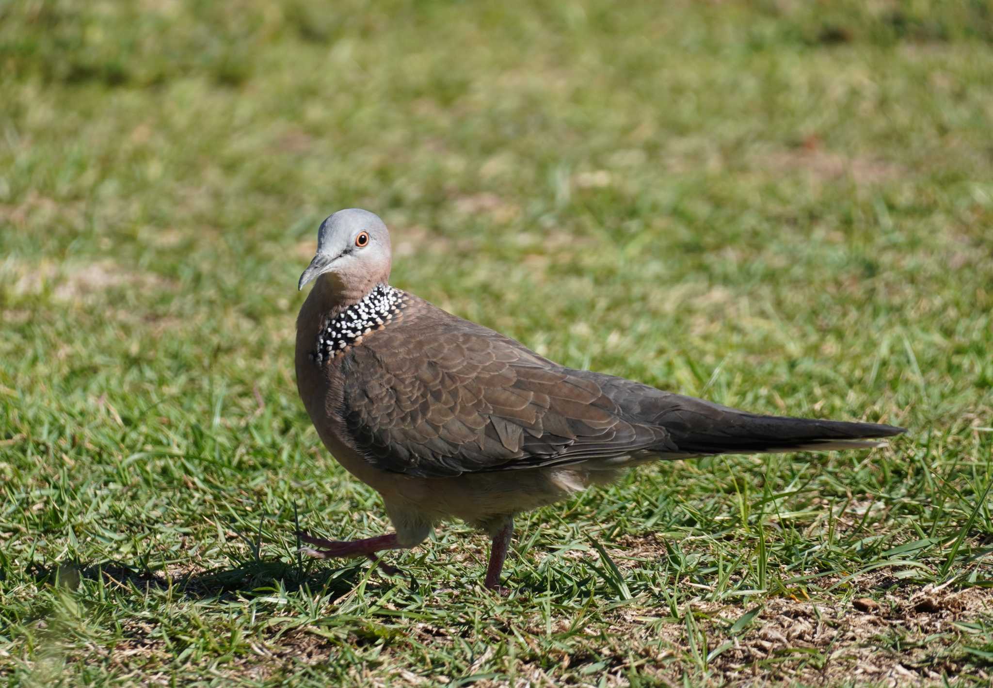 Spotted Dove