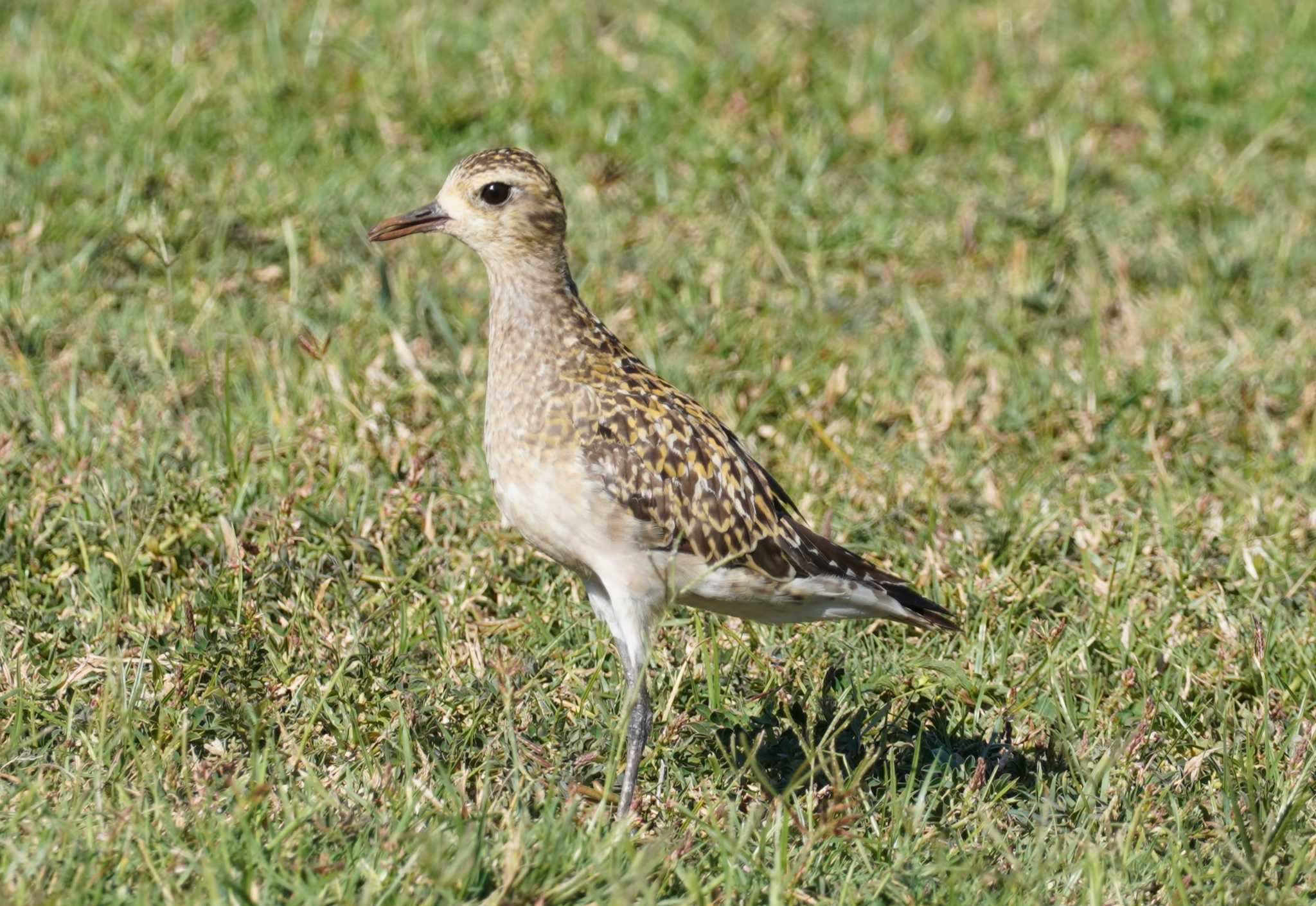 Pacific Golden Plover