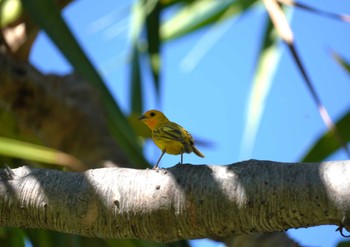 Sun, 10/29/2023 Birding report at Ainahau Triangle