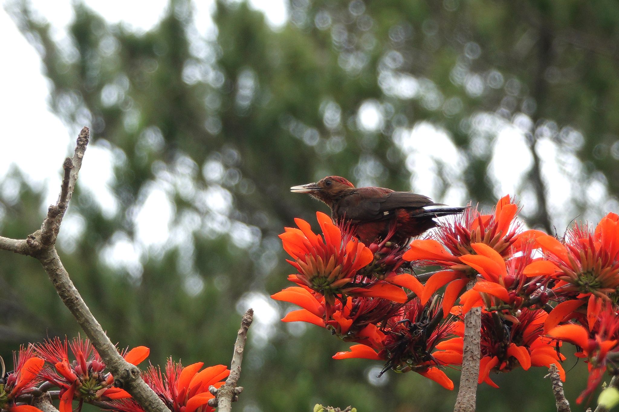 Okinawa Woodpecker