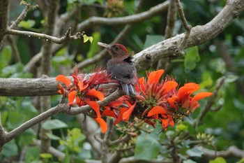 Okinawa Woodpecker 沖縄県 Thu, 5/11/2023