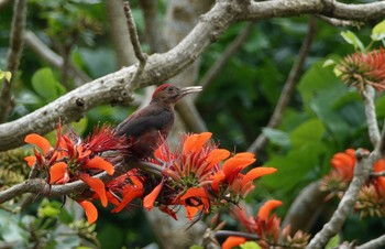 Okinawa Woodpecker 沖縄県 Thu, 5/11/2023