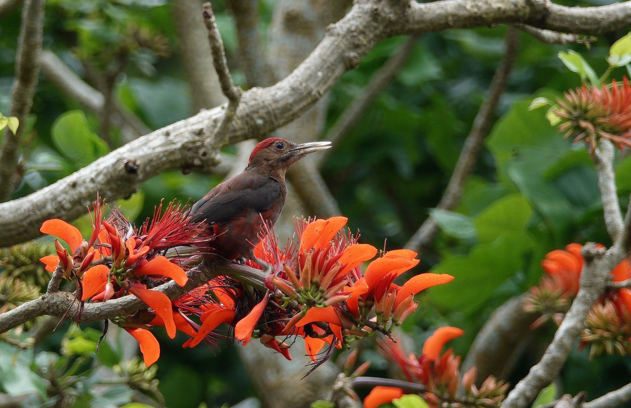 Photo of Okinawa Woodpecker at 沖縄県 by のどか