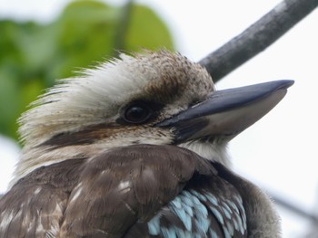 Laughing Kookaburra Royal Botanic Gardens Sydney Sat, 10/28/2023