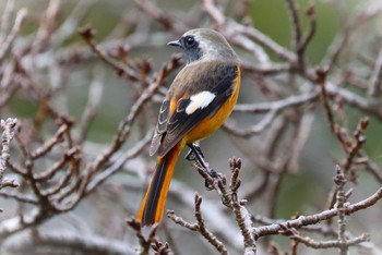 Daurian Redstart Machida Yakushiike Park Sun, 11/5/2023