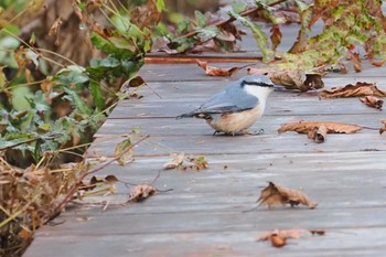 ゴジュウカラ 戸隠森林植物園(戸隠森林公園) 2023年11月3日(金)