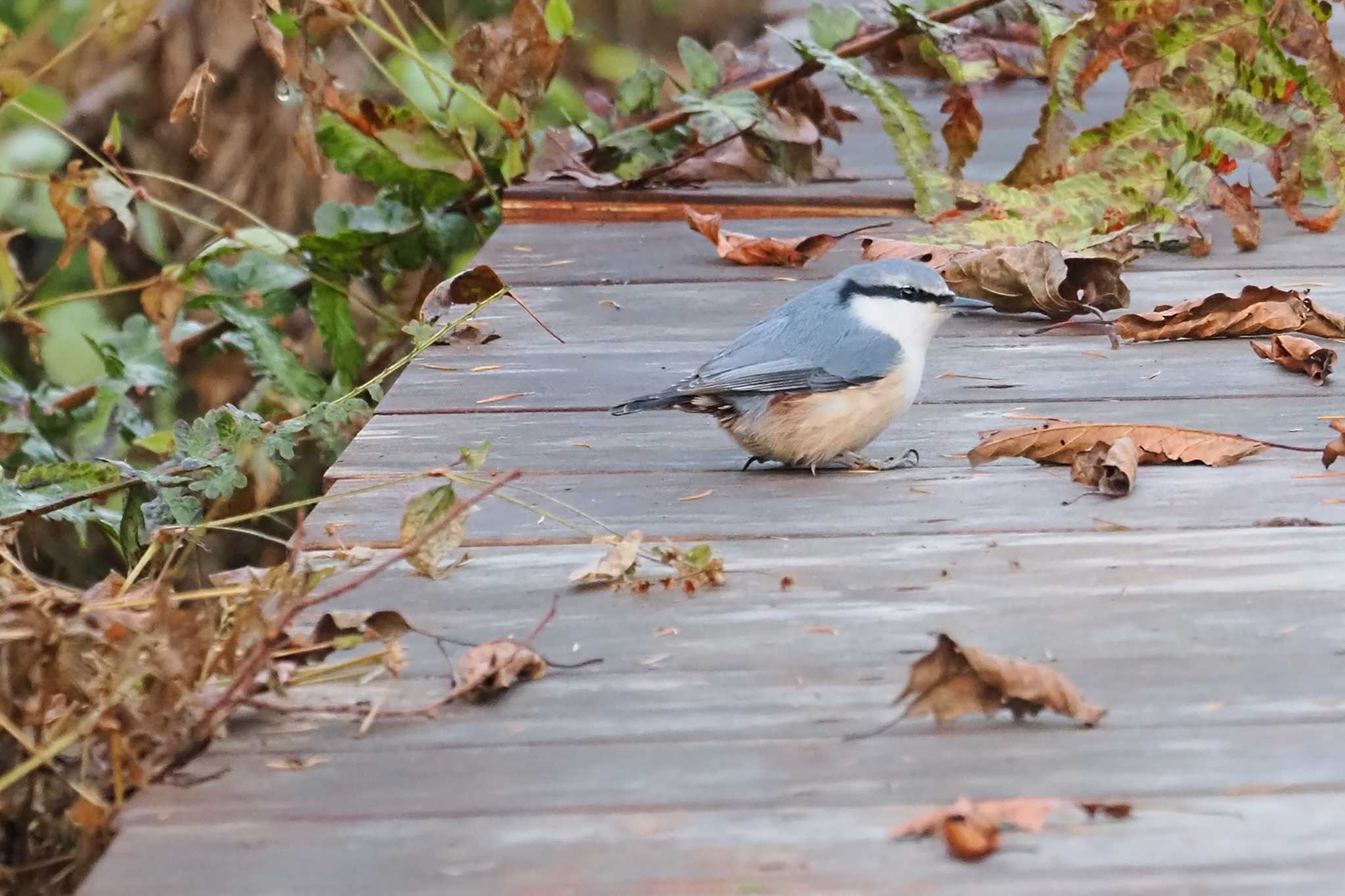 ゴジュウカラ