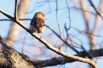 シメ 戸隠森林植物園(戸隠森林公園) 2023年11月3日(金)