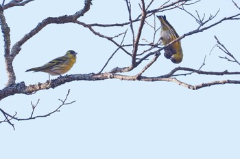 マヒワ 戸隠森林植物園(戸隠森林公園) 2023年11月3日(金)