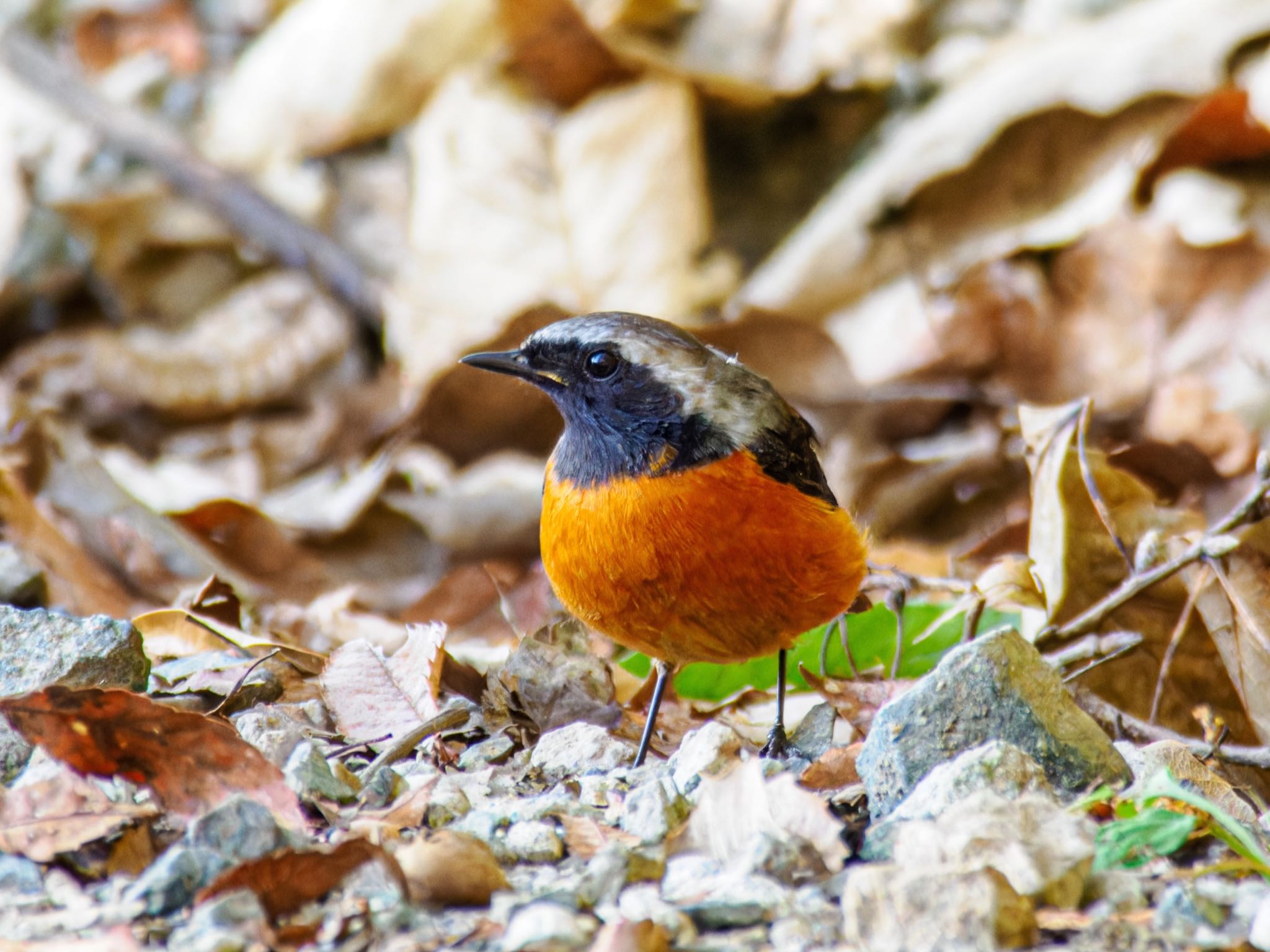 立田山 ジョウビタキの写真 by FUJIマニア