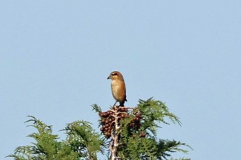 Bull-headed Shrike 松尾寺公園 Sun, 11/5/2023