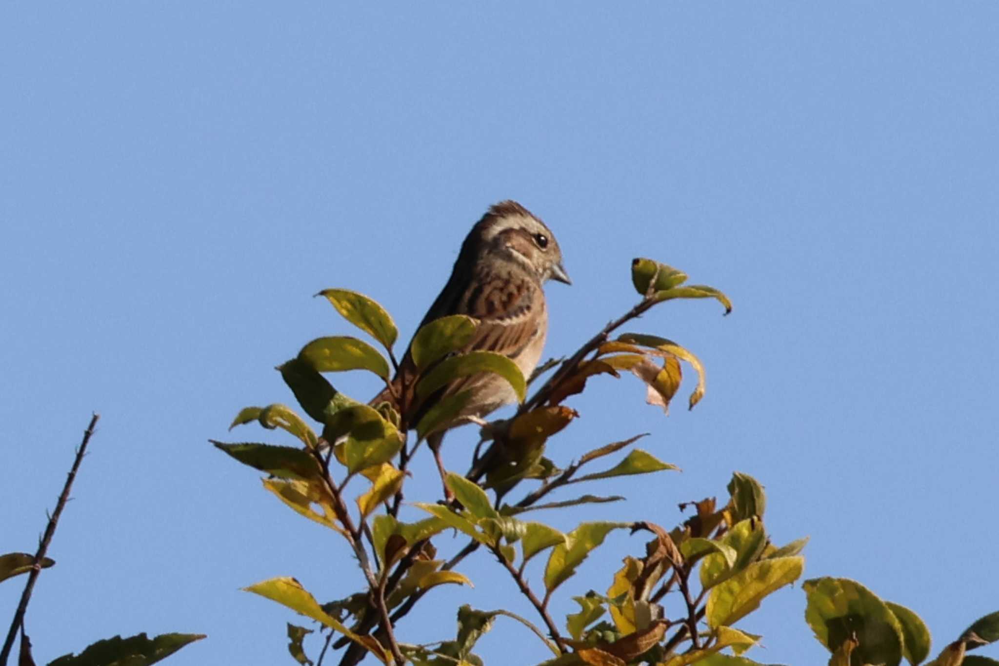 Photo of Meadow Bunting at 松尾寺公園 by アカウント10297