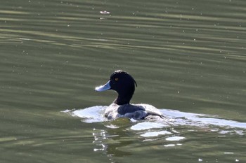 キンクロハジロ 松尾寺公園 2023年11月5日(日)