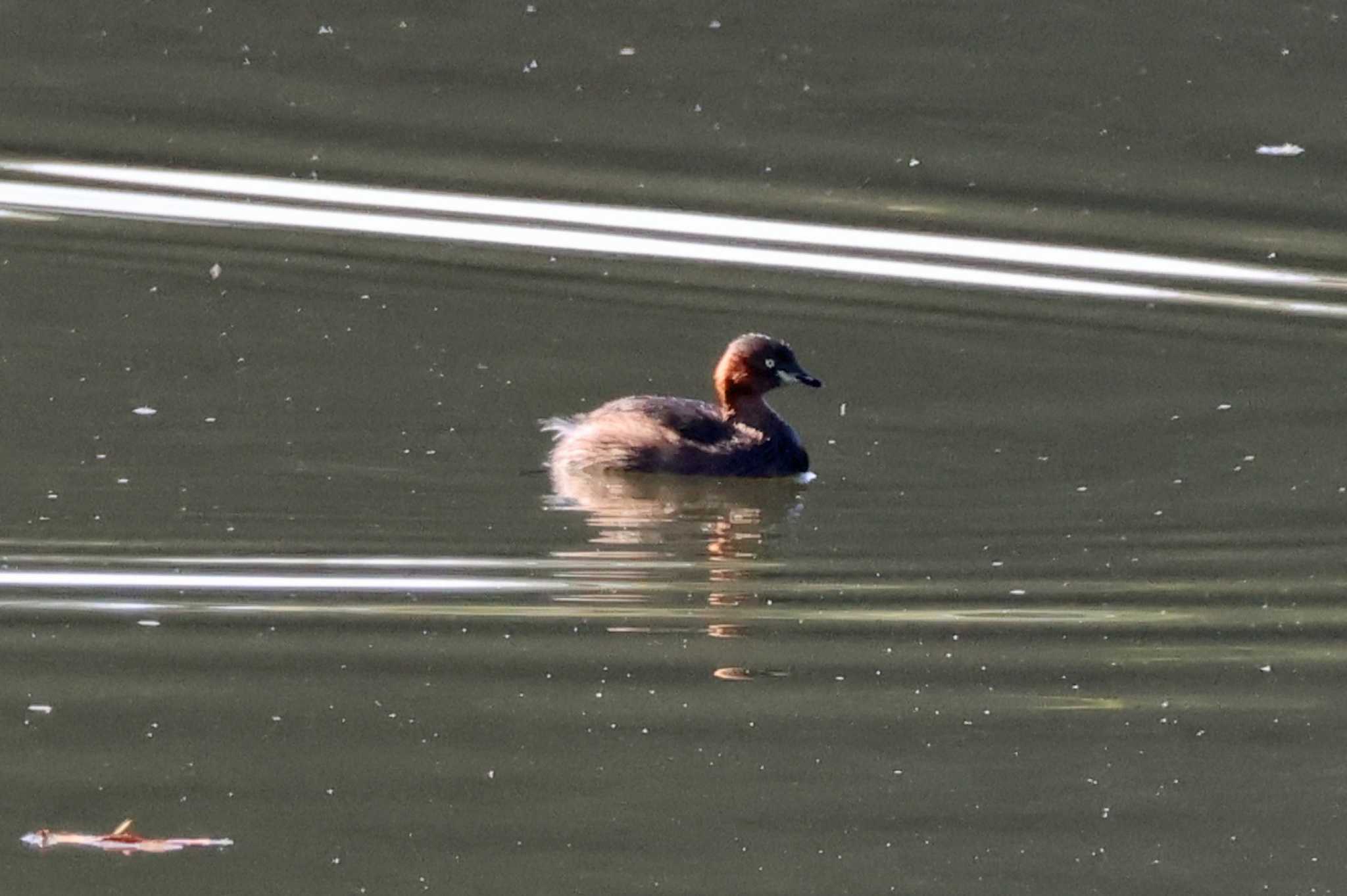 Photo of Little Grebe at 松尾寺公園 by アカウント10297