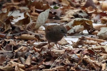 2023年11月5日(日) 和泉葛城山の野鳥観察記録