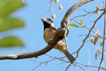 Varied Tit 松尾寺公園 Sun, 11/5/2023