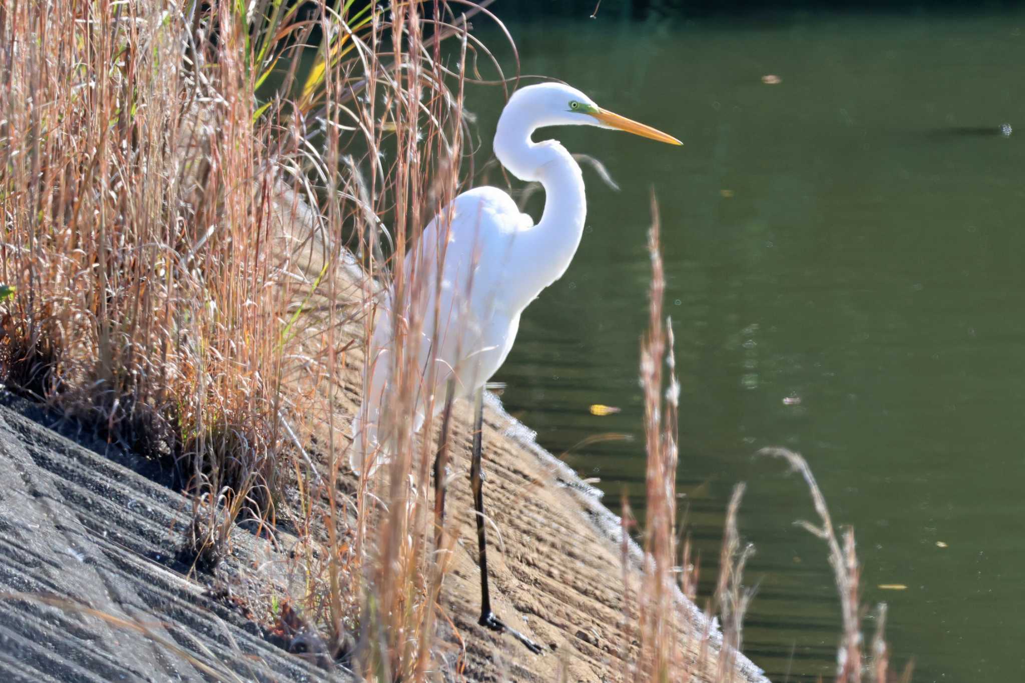 Photo of Great Egret at 松尾寺公園 by アカウント10297