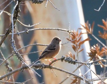 Siberian Long-tailed Rosefinch 摩耶山 Sun, 11/5/2023