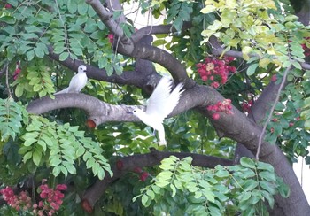 White Tern Ainahau Triangle Mon, 10/30/2023