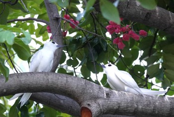 White Tern Ainahau Triangle Mon, 10/30/2023