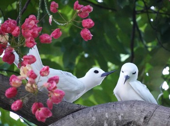 Mon, 10/30/2023 Birding report at Ainahau Triangle