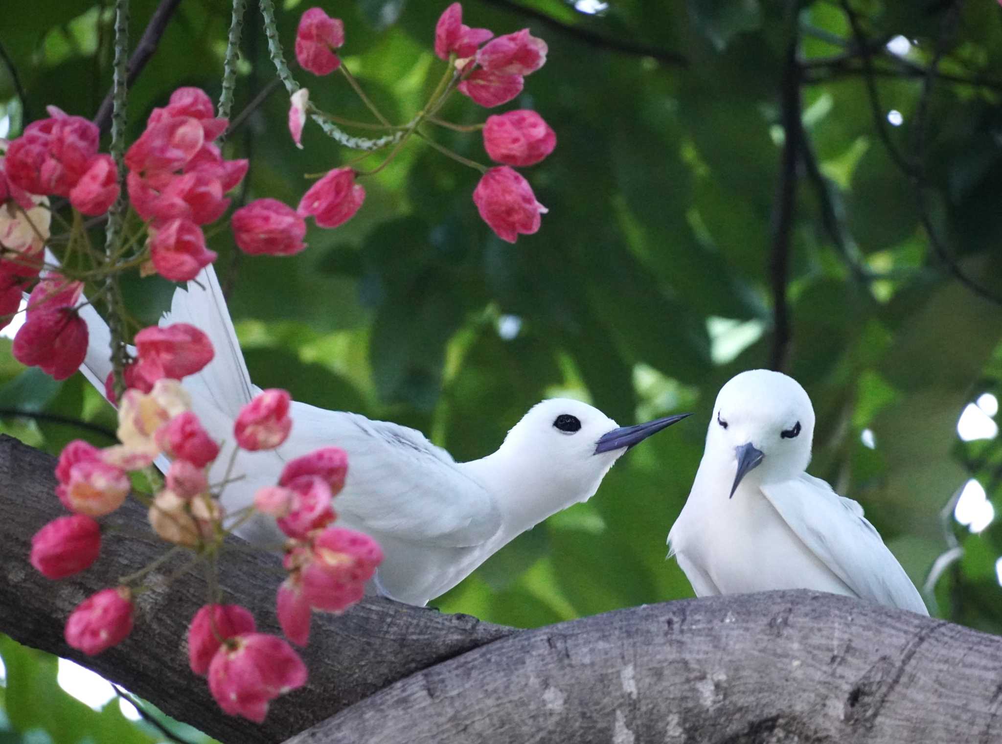 White Tern