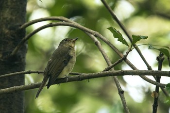 Dark-sided Flycatcher Unknown Spots Sun, 9/30/2018