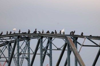 カワウ 猿ヶ島(相模川中流) 2023年11月5日(日)