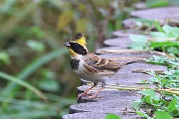 2023年11月5日(日) こども自然公園 (大池公園/横浜市)の野鳥観察記録