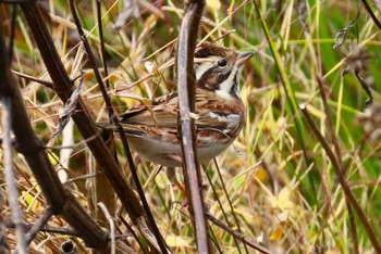 Rustic Bunting Machida Yakushiike Park Sun, 11/5/2023